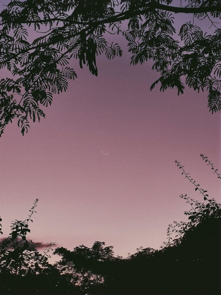 wood dawn landscape sunset